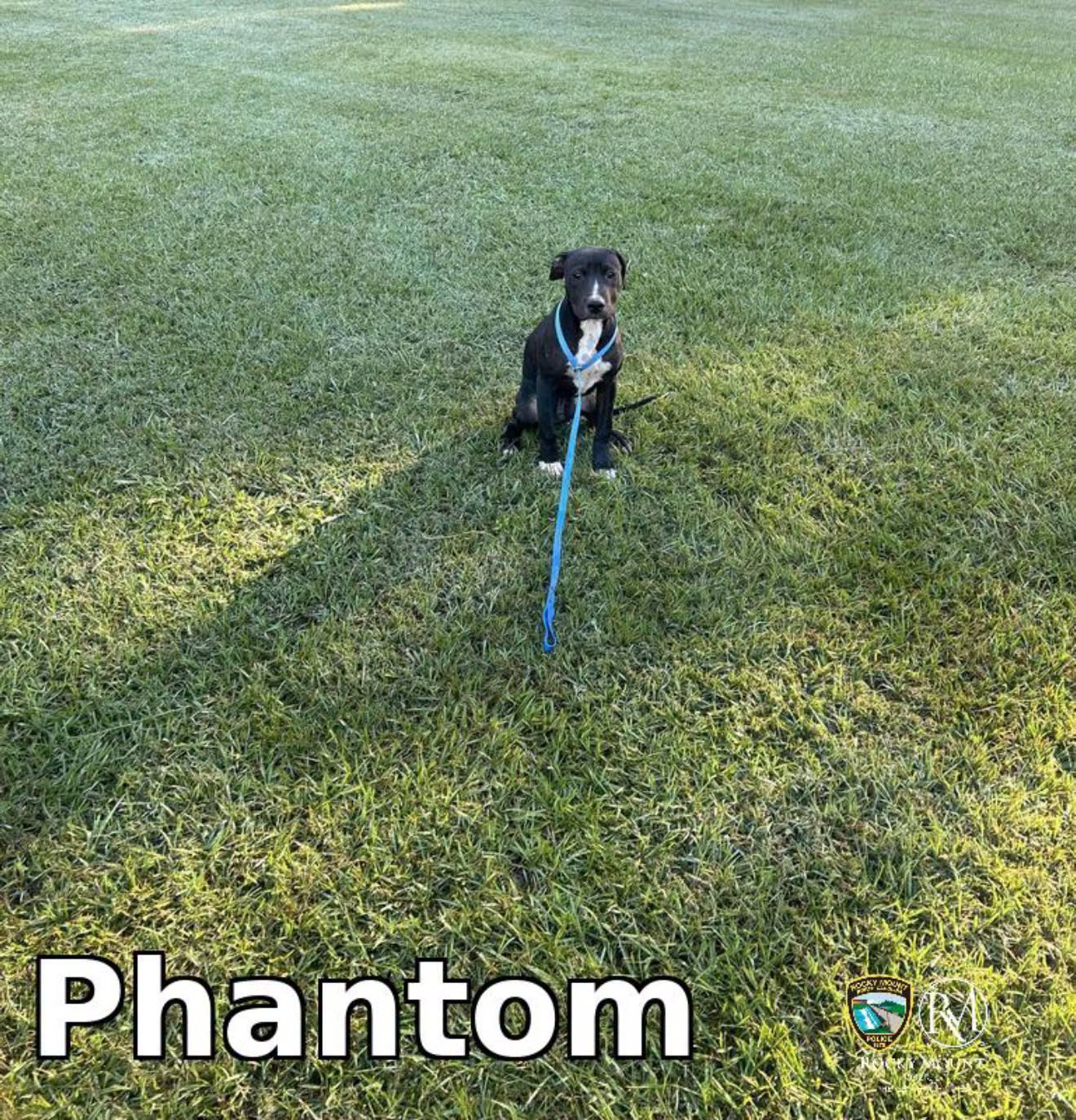 Phantom, a Pit Bull Terrier, available for adoption