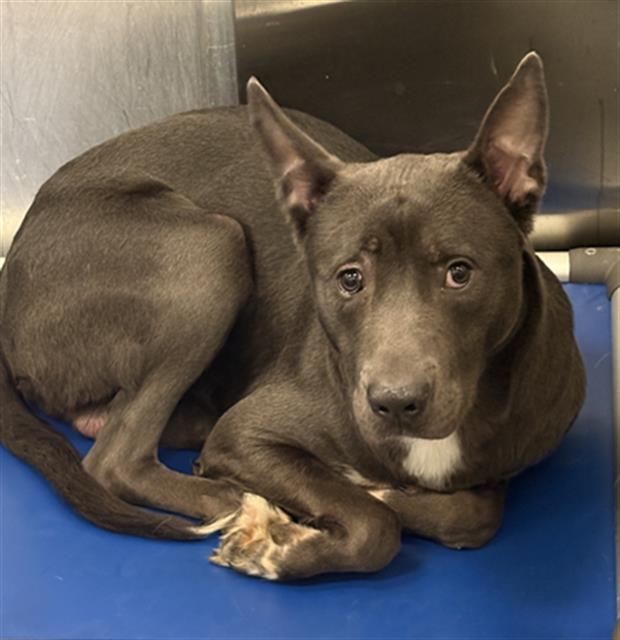 Kilo, a Pit Bull Terrier (mix breed), available for adoption