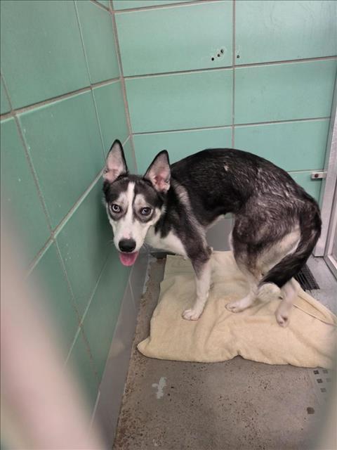 Lulu, a Siberian Husky (mix breed), available for adoption