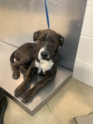 Orion, a Pit Bull Terrier, available for adoption