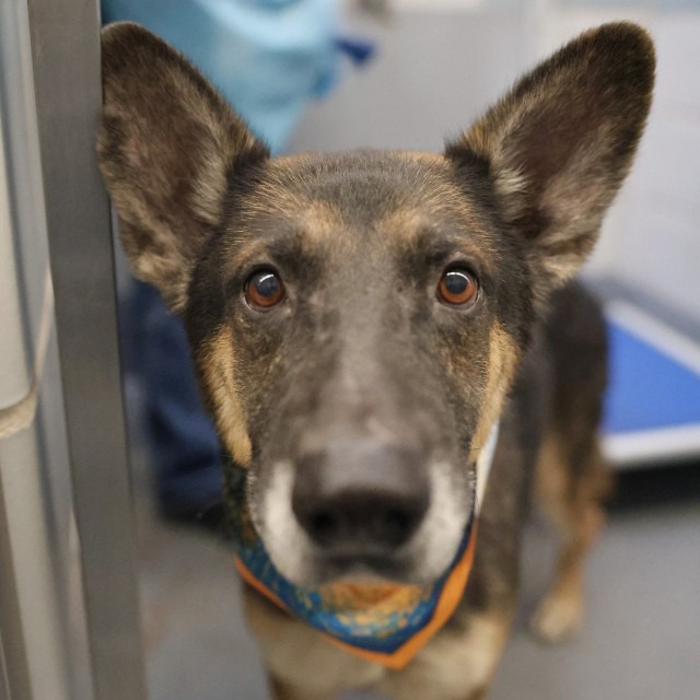 Pete, a German Shepherd (mix breed), available for adoption