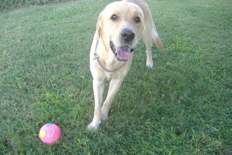 Other Photos of thie Dog