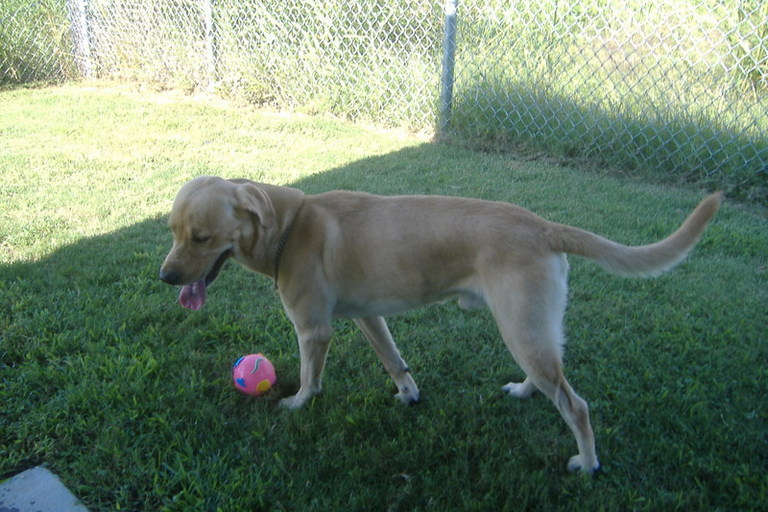 Other Photos of thie Dog