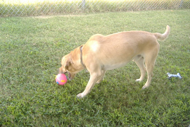 Other Photos of thie Dog