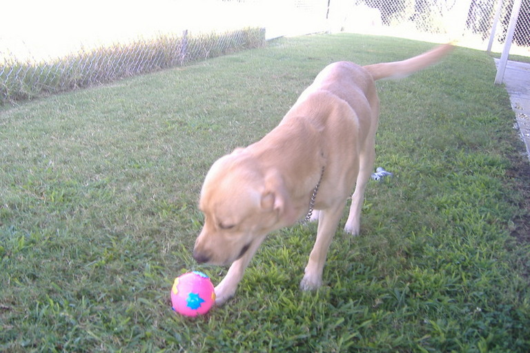 Other Photos of thie Dog