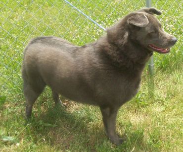 Other Photos of thie Dog