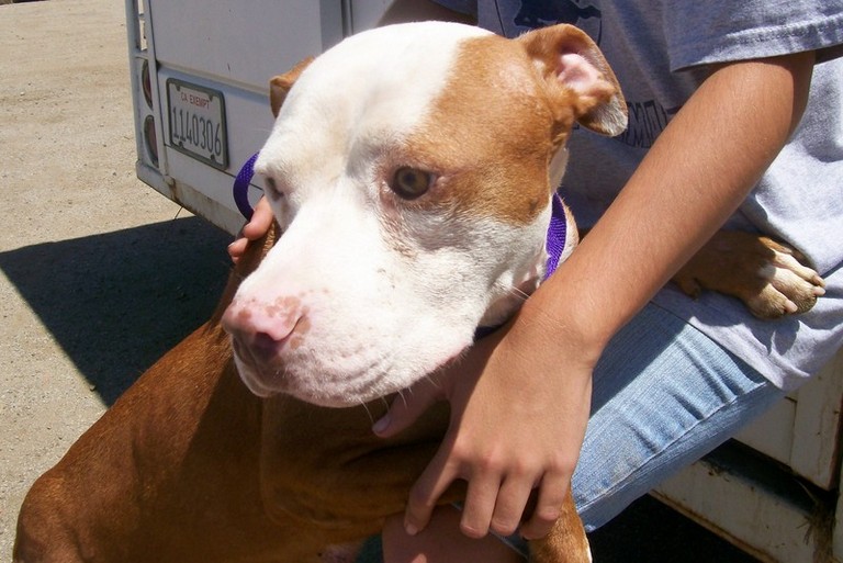 Other Photos of thie Dog