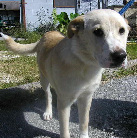 Other Photos of thie Dog