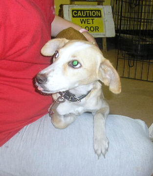 Other Photos of thie Dog