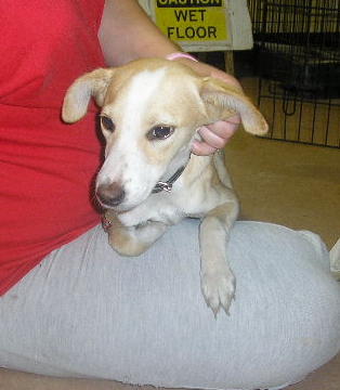 Other Photos of thie Dog