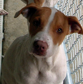 Other Photos of thie Dog