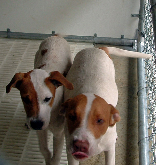 Other Photos of thie Dog
