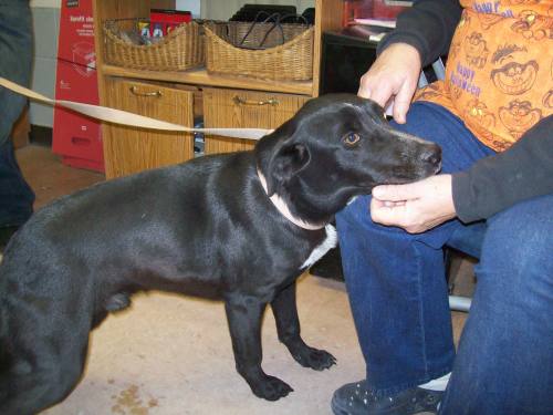 Other Photos of thie Dog