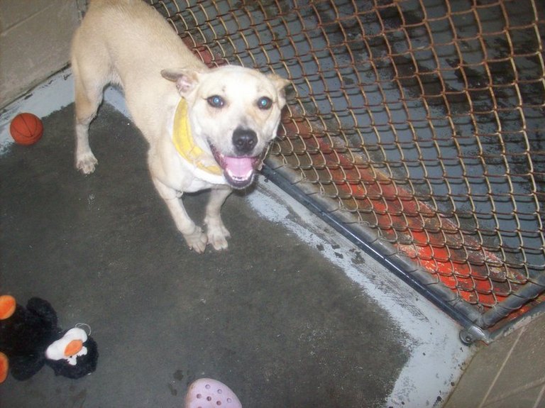 Other Photos of thie Dog