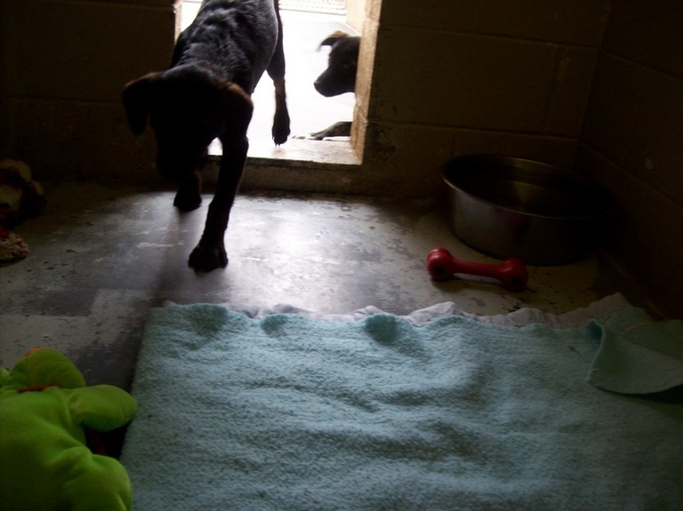 Other Photos of thie Dog