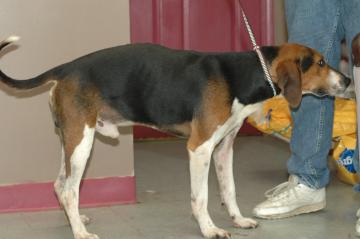 Other Photos of thie Dog