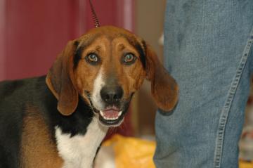Other Photos of thie Dog