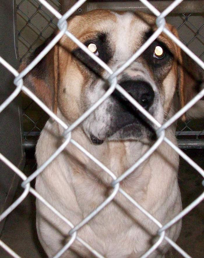 Other Photos of thie Dog