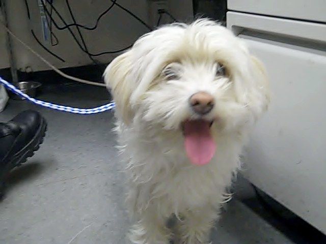 Main Photo of this Dog