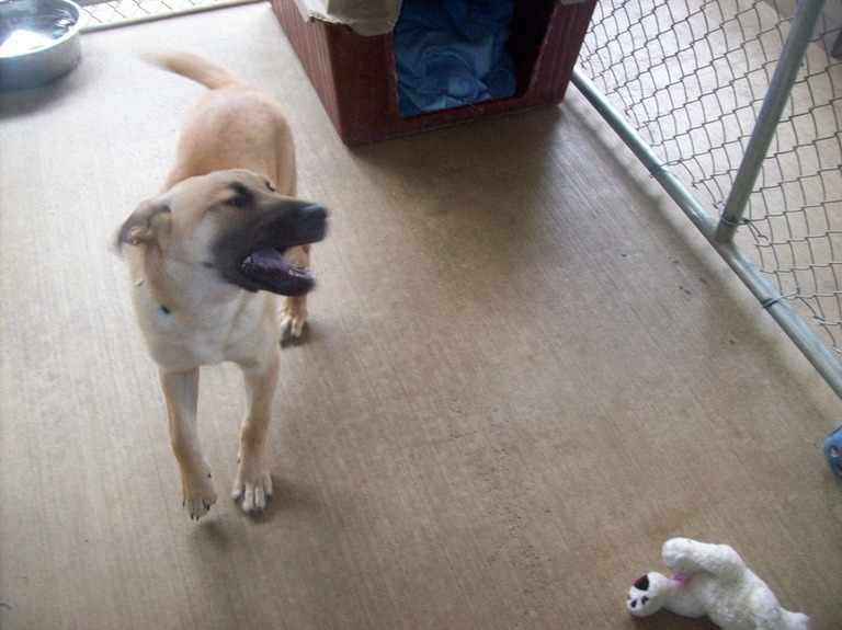 Other Photos of thie Dog