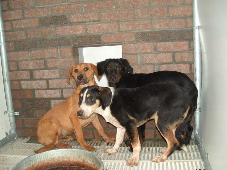 Other Photos of thie Dog