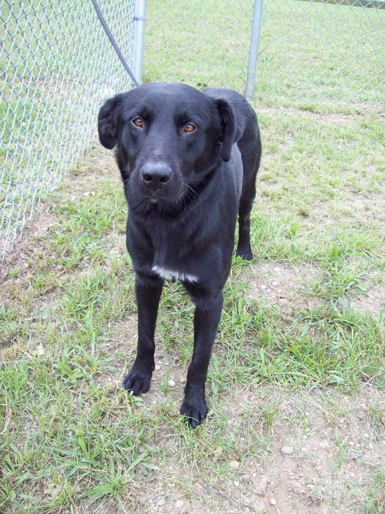 Other Photos of thie Dog