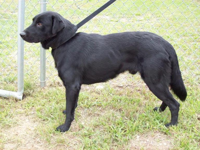 Other Photos of thie Dog