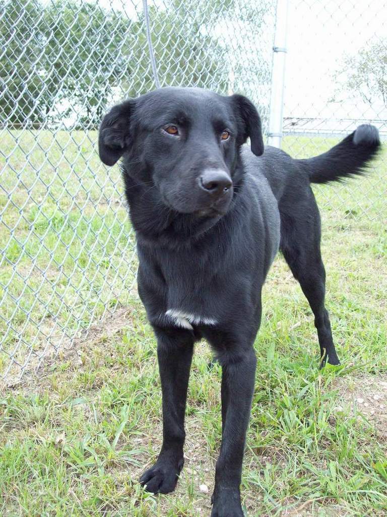 Other Photos of thie Dog
