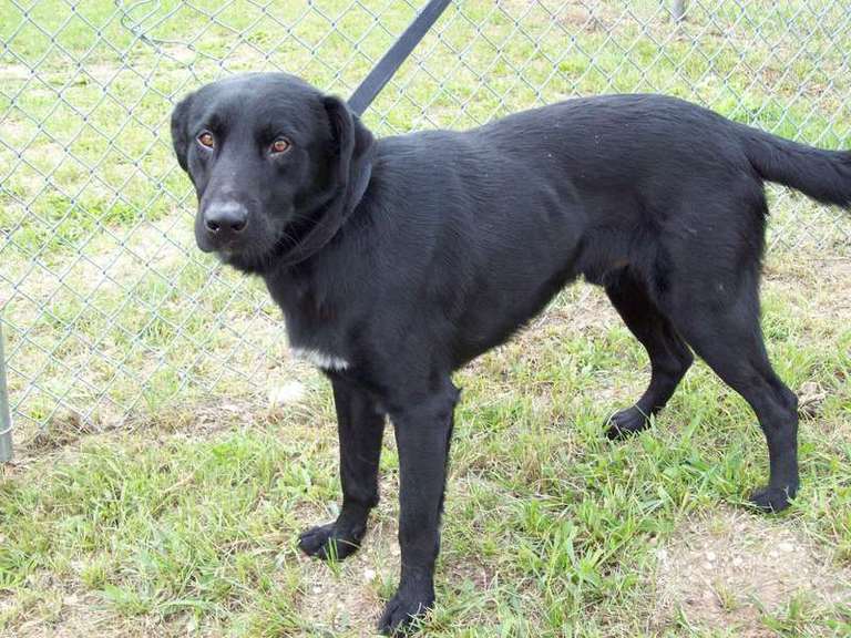 Other Photos of thie Dog