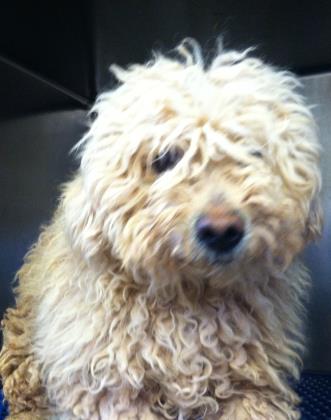 Main Photo of this Dog