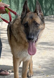 Main Photo of this Dog