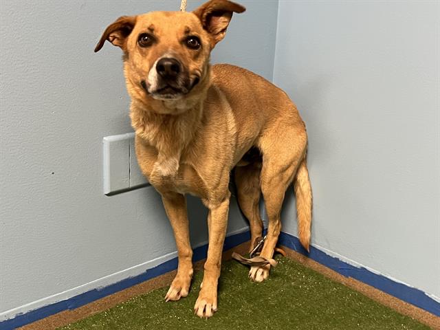 Main Photo of this Dog