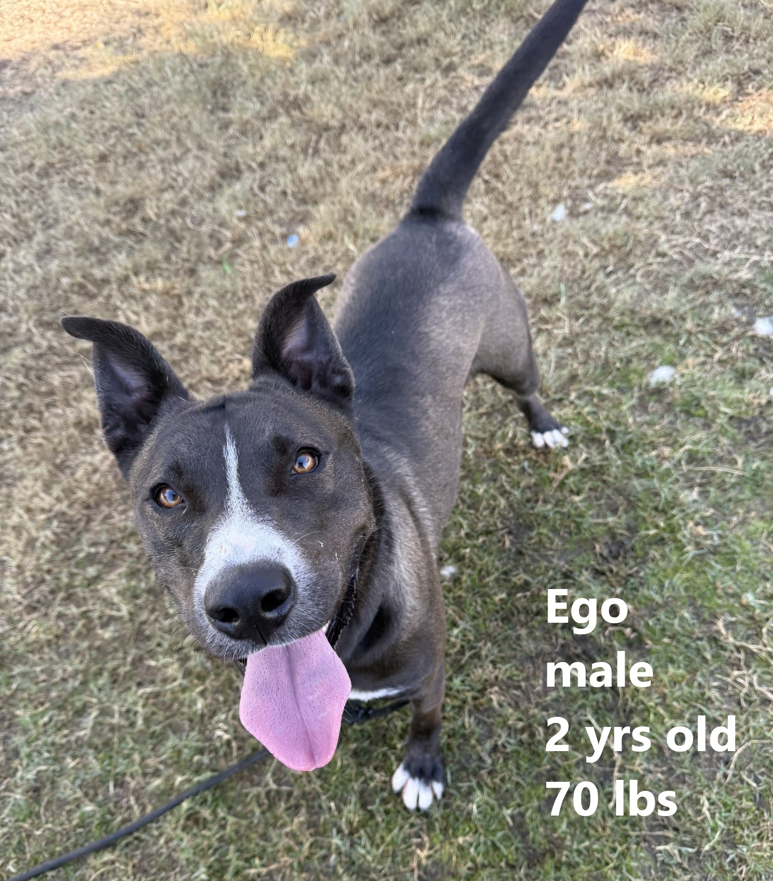 Main Photo of this Dog