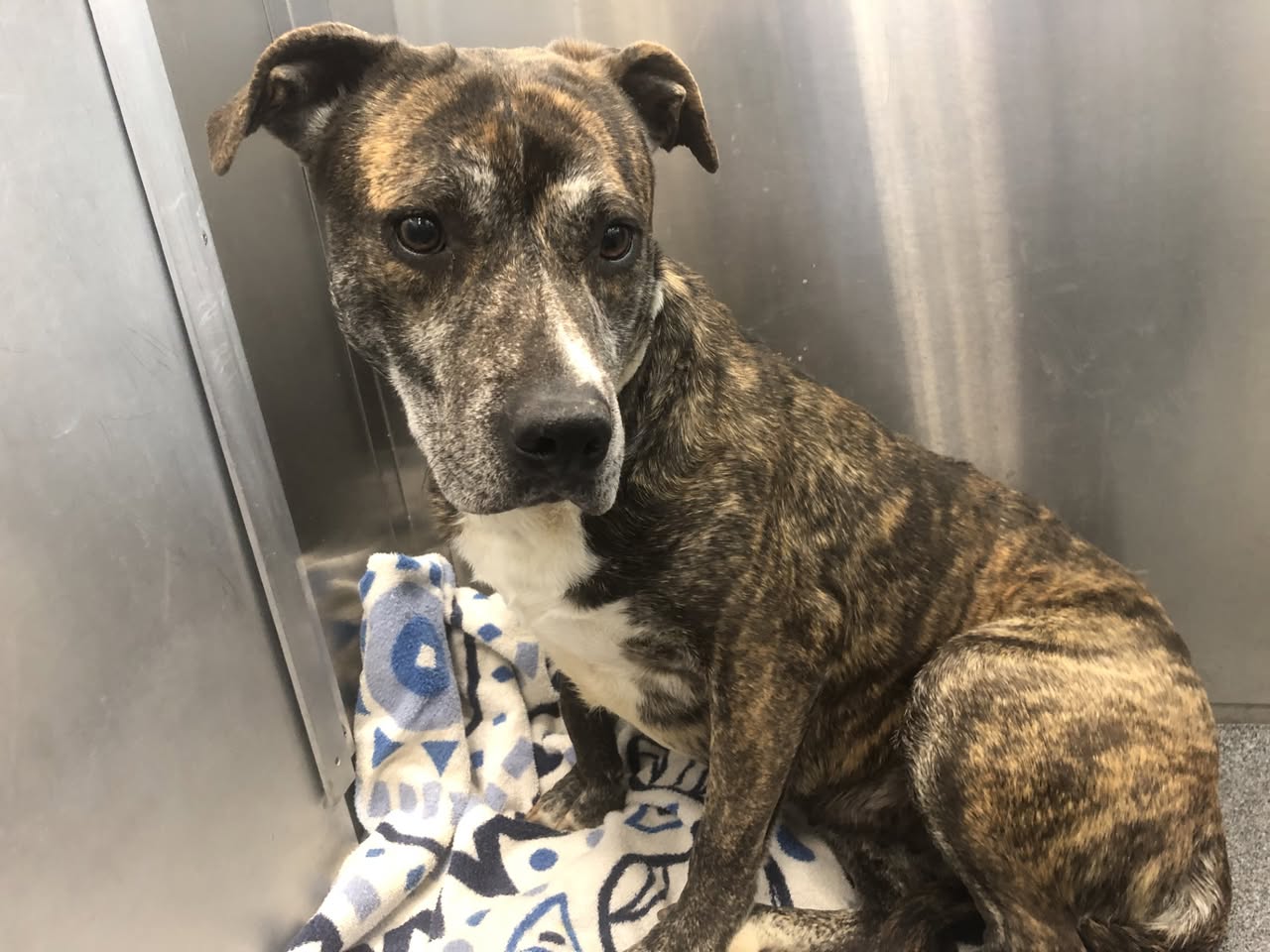 Main Photo of this Dog