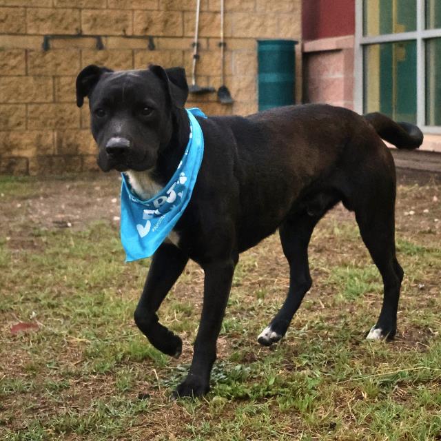 Main Photo of this Dog