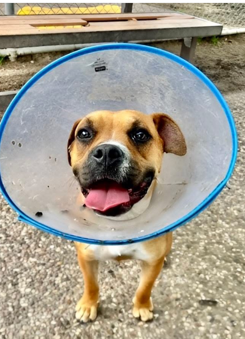 Main Photo of this Dog