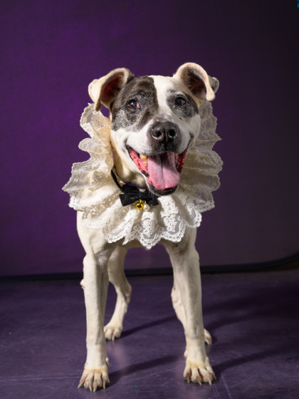 Adoptable pet photo