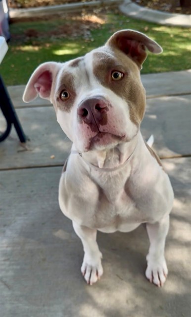 Marlow, a Pit Bull Terrier, available for adoption