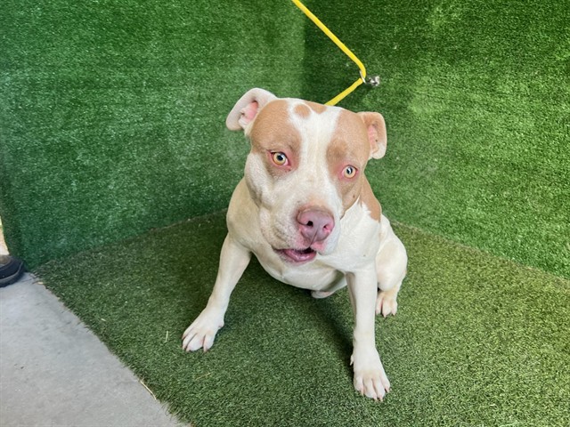 Marlow, a Pit Bull Terrier, available for adoption