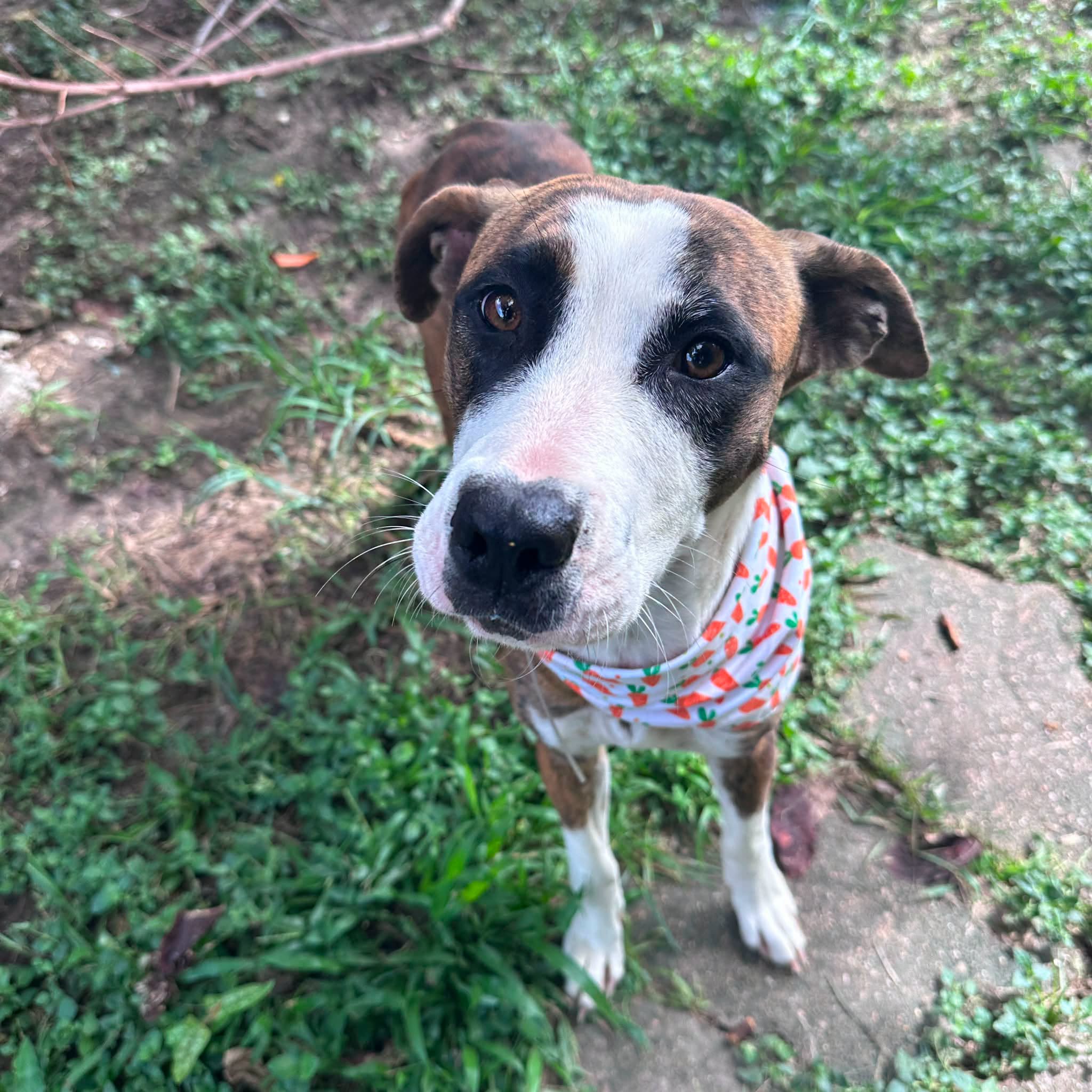 Other Photos of thie Dog