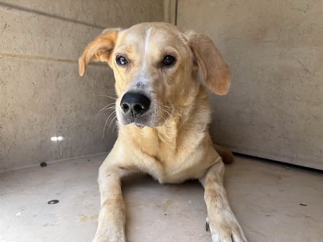 A477234, a Labrador Retriever, available for adoption