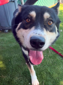 Jakie, a Siberian Husky, available for adoption