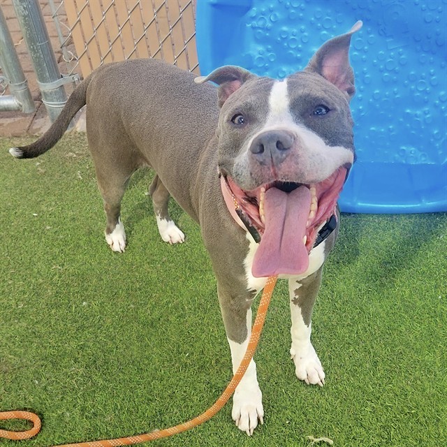 Gracie, a Pit Bull Terrier, available for adoption