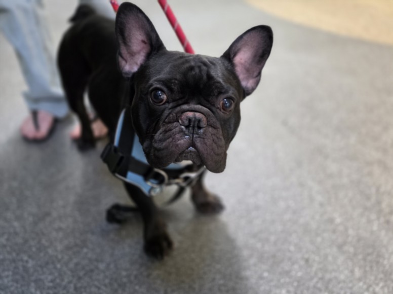 Tommy Lee, a French Bulldog, available for adoption