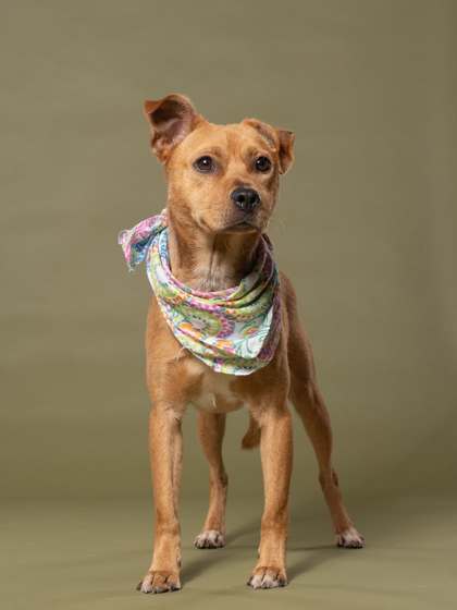 Skizzle, a Terrier, available for adoption