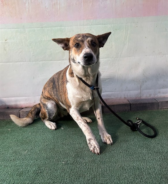 Olivia, a German Shepherd, available for adoption