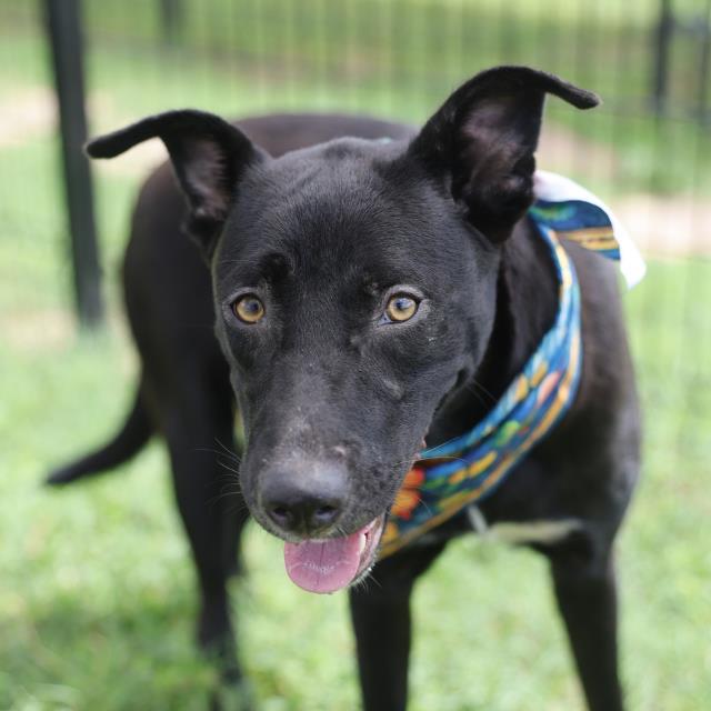 Bean, a Terrier (mix breed), available for adoption