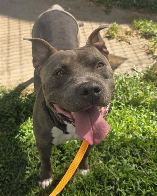 Jasper, a Pit Bull Terrier, available for adoption