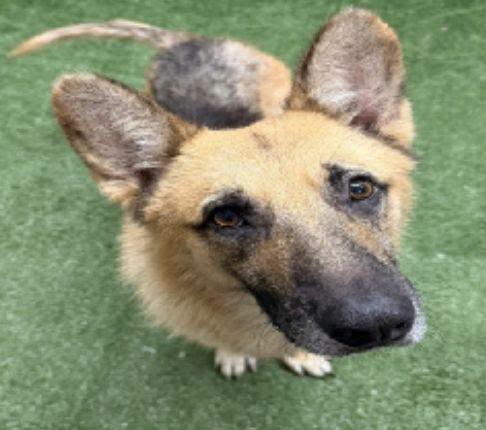 Mcallister, a German Shepherd, available for adoption