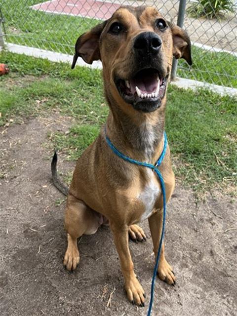 Zo-Ey, a Shepherd, available for adoption
